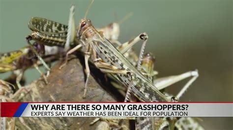 Why are there so many grasshoppers in the Las 